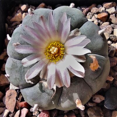 Насіння Lophophora williamsii