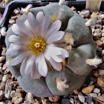 Насіння Lophophora williamsii MK24.61 Parras Coahuila