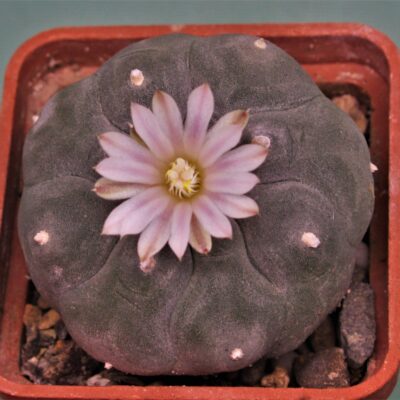 Насіння Lophophora williamsii v.texana