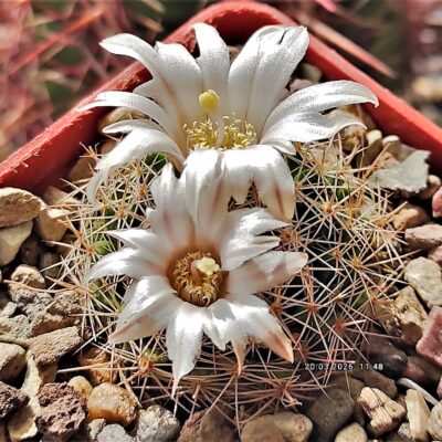 Насіння Mammillaria coahuilensis(porfiria schwarzii)