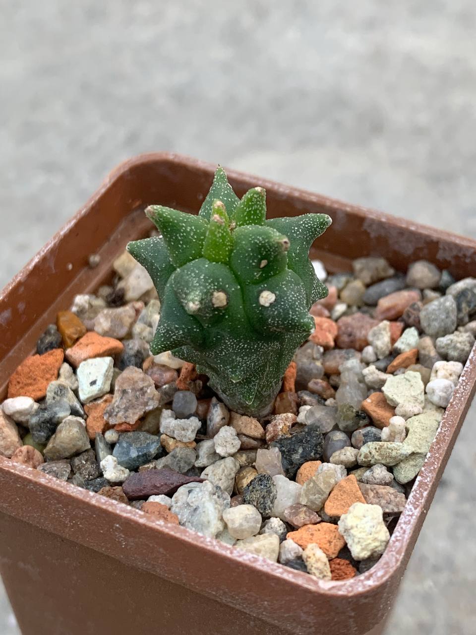 Astrophytum myriostigma nudum *Kikko* - Зображення 2
