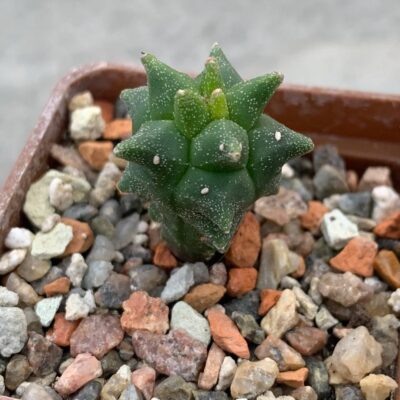 Astrophytum myriostigma nudum *Kikko*