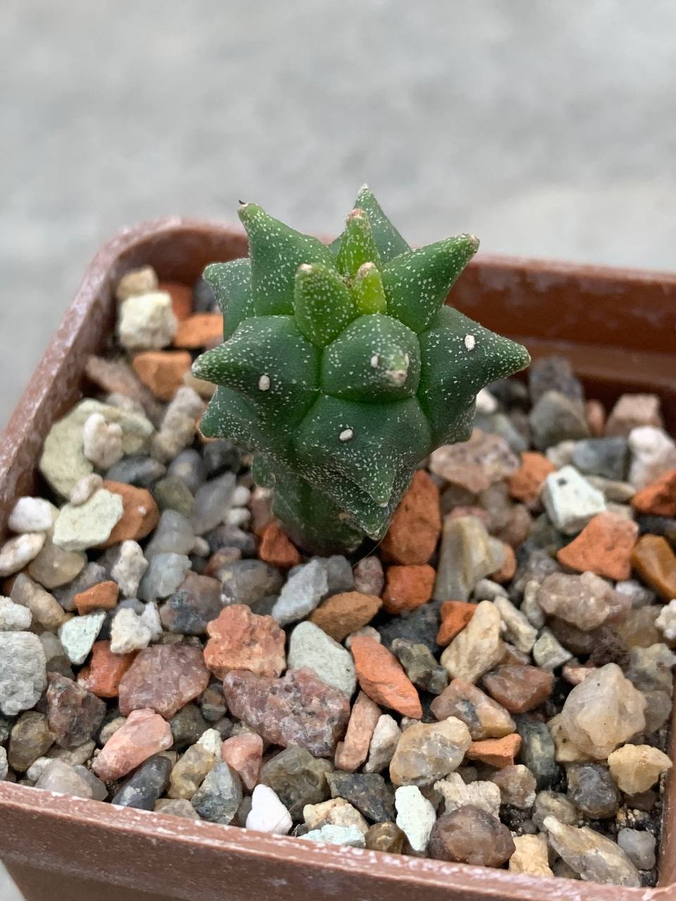 Astrophytum myriostigma nudum *Kikko*