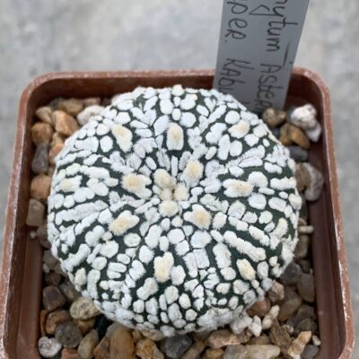 Astrophytum asterias “Super Kabuto”