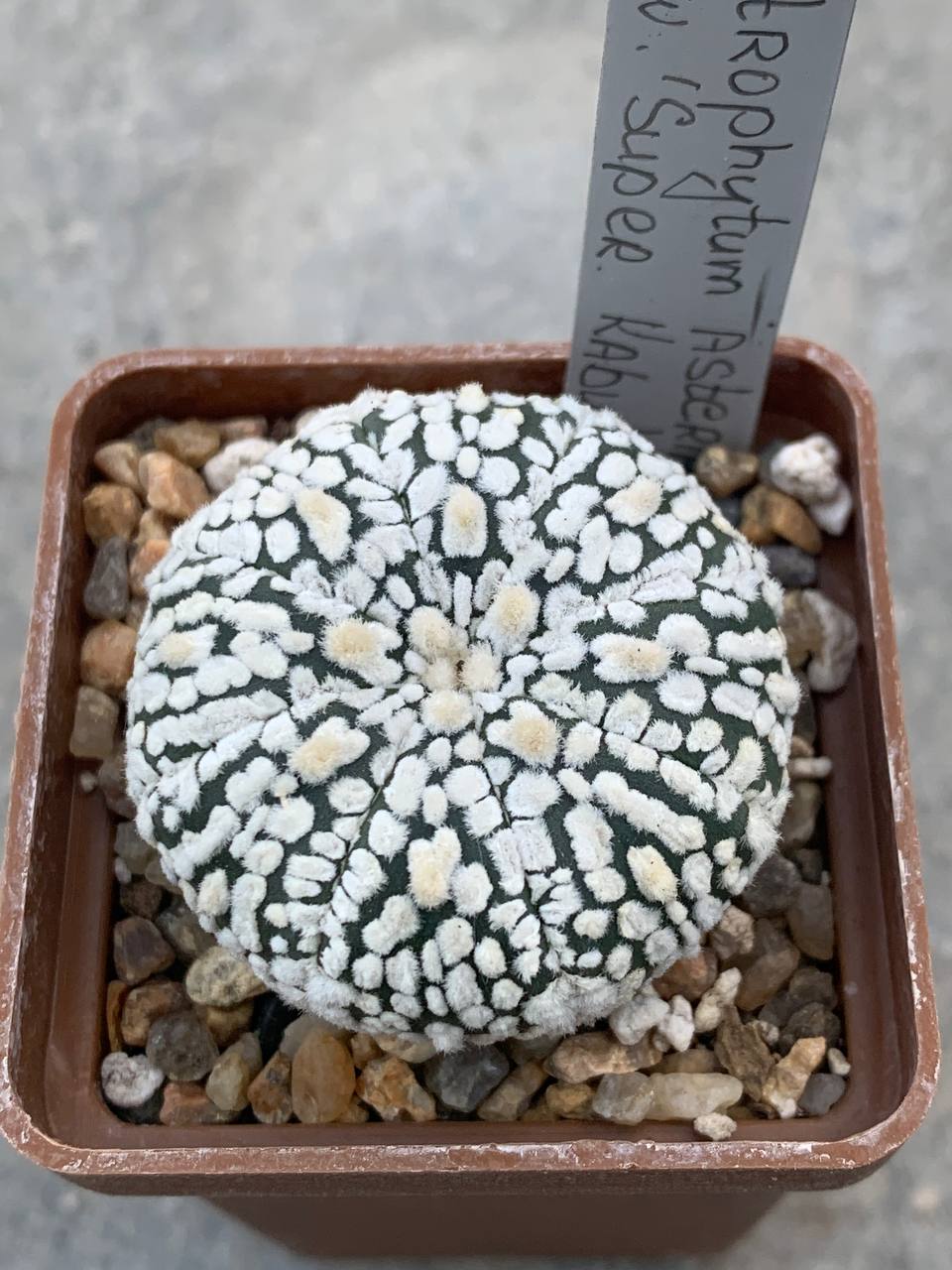 Astrophytum asterias “Super Kabuto”