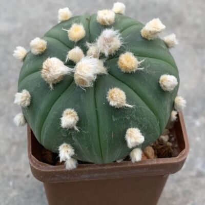 Astrophytum asterias ‘ooibo’ Pavlica