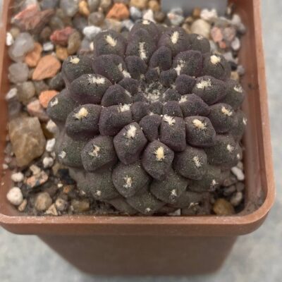 Neochilenia aerocarpa