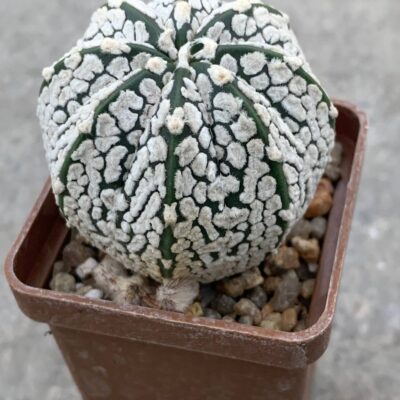 Astrophytum asterias hybr Pavlica