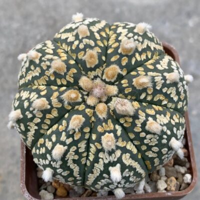 Astrophytum asterias ‘SK’ x (senile v. aureum)