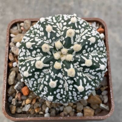 Astrophytum asterias “Super Kabuto” V-type
