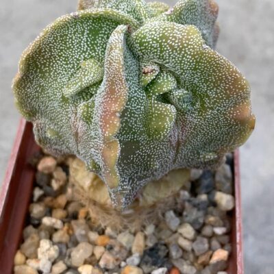 Astrophytum myriostigma Fukuryu variegata