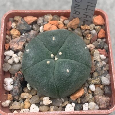 Lophophora williamsii (La cordona)