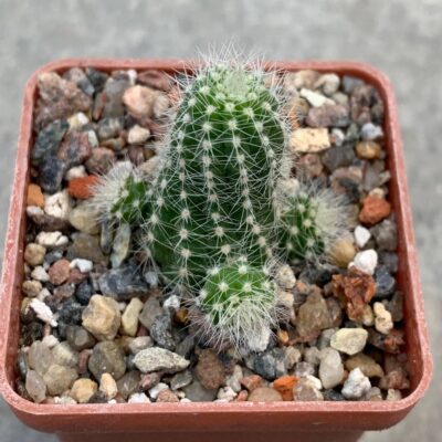 Chamaecereus hybr 'giallo fuchsia'