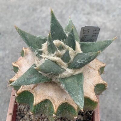 Ariocarpus trigonus KSM 637 (Entrongue San Jose de Salamanca) 2014