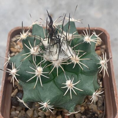 Turbinicarpus viereckii x alonsoi