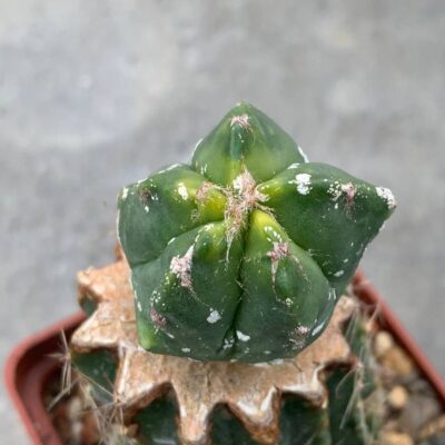 Astrophytum nudum ‘Kikko’