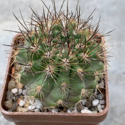 Neochilenia chilensis
