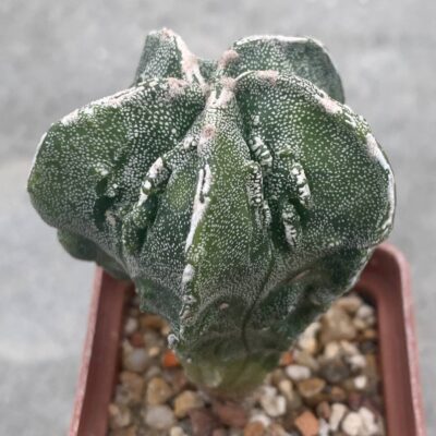 Astrophytum myriostigma Fukuryu variegata