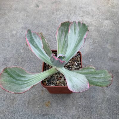 Echeveria cv "flying cloud"