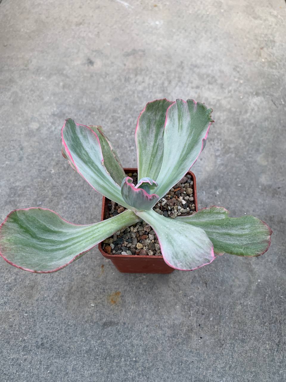 Echeveria cv "flying cloud"