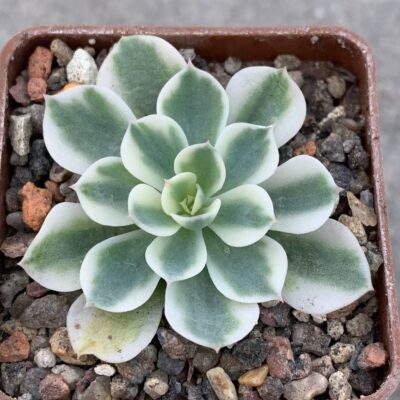 Echeveria cv 'Compton Carousel'