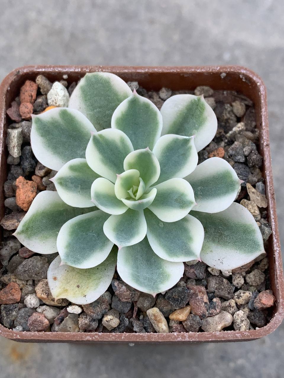 Echeveria cv 'Compton Carousel'