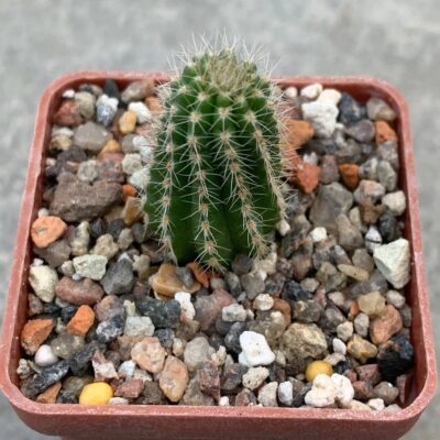 Chamaecereus cv 'Lincoln Firecracker'