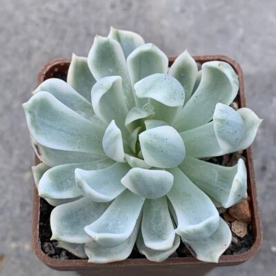Echeveria cv 'Royal Chrysanthemum'