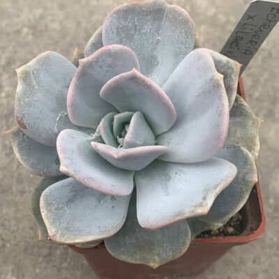 Echeveria lilacina x lauii