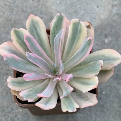 Echeveria cv 'howeyi' variegata