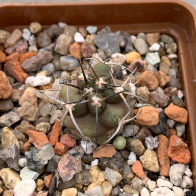 Copiapoa fiedleriana x fusca