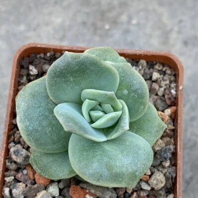 Echeveria Lovely Rose