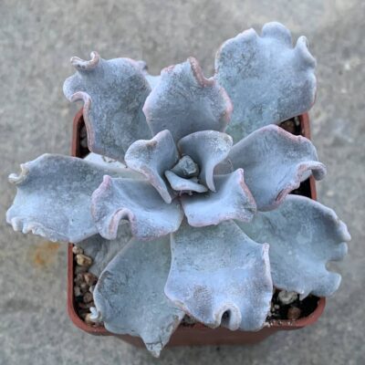 Echeveria cv. 'Crispate Beauty'