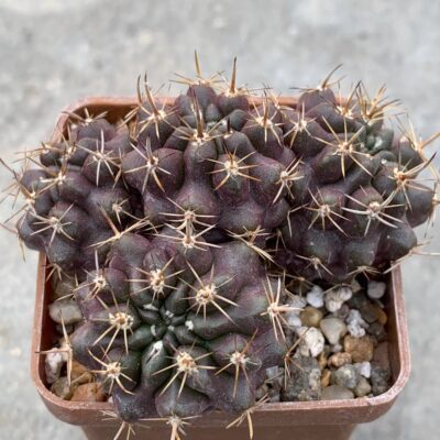 Horridocactus curvispinus var. mutabilis