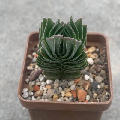Crassula cv Buddhas Temple