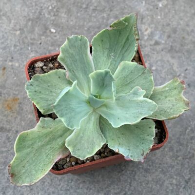 Echeveria cv. 'Lime Lemon'