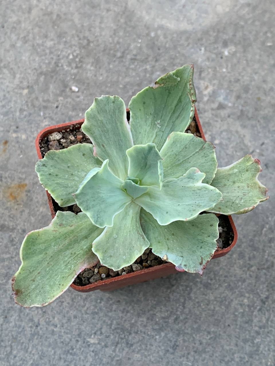 Echeveria cv. 'Lime Lemon'