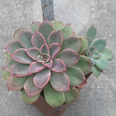 Echeveria cv ‘Fantastic fountain'