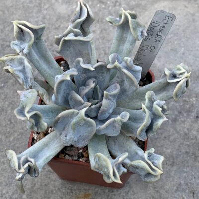 Echeveria cv 'Thriller Pearl'