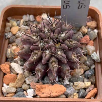 Pyrrhocactus floccosus