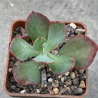 Echeveria cantery fa variegata