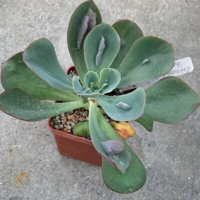 Echeveria cv 'Baron Bold'