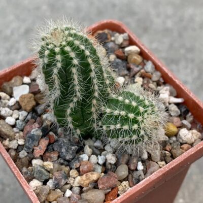 Chamaecereus PAN 19,321,30