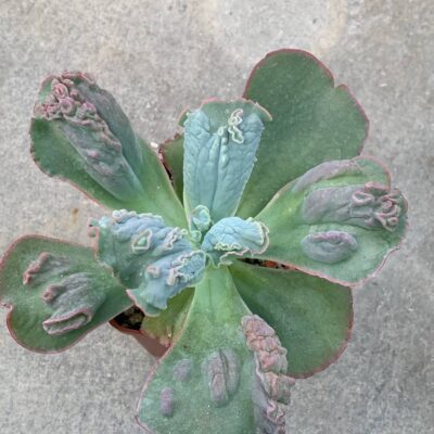 Echeveria cv 'Linguas'