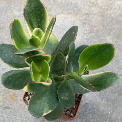 Crassula ovata 'Maruba Kagetsu