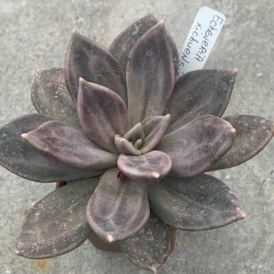 Echeveria xichuensis