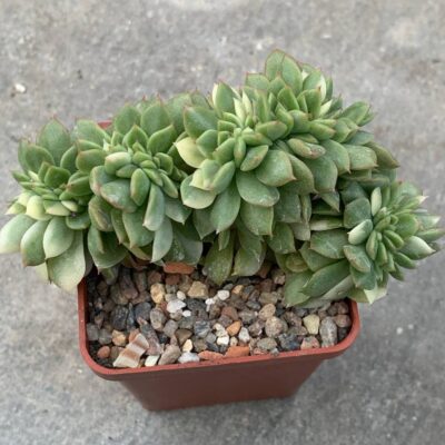 Echeveria agavoides cristata fa variegata