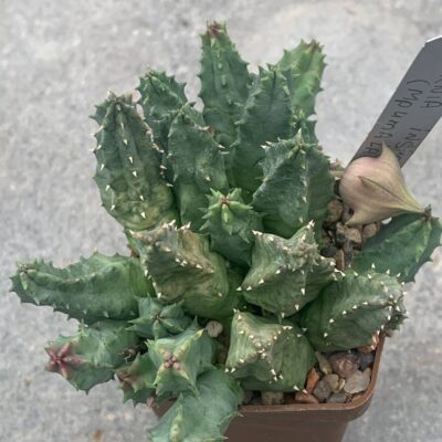 Huernia insigniflora (mpulamalanga) ES 2315