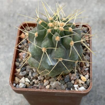 Copiapoa haseltoniana