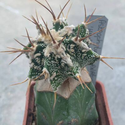 Astrophytum ornatum ‘Hannya’ Pavlica 20